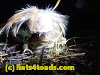 /home//u458753944/public_html/sourcegallery/////////////Roxborough Toad Detour/2022/2022-03-19/P3190926.JPG